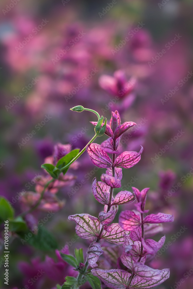 Beautiful purple plants in the park. Evening light, blurred background Beautiful purple plants in the park. Evening light, blurred background