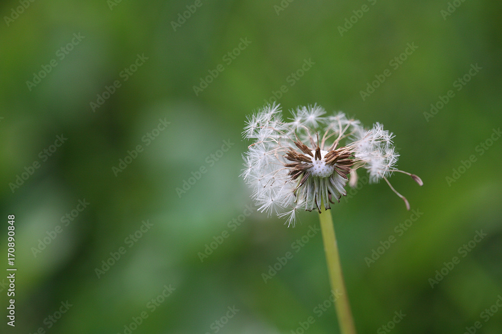Fototapeta premium overblown dandelion