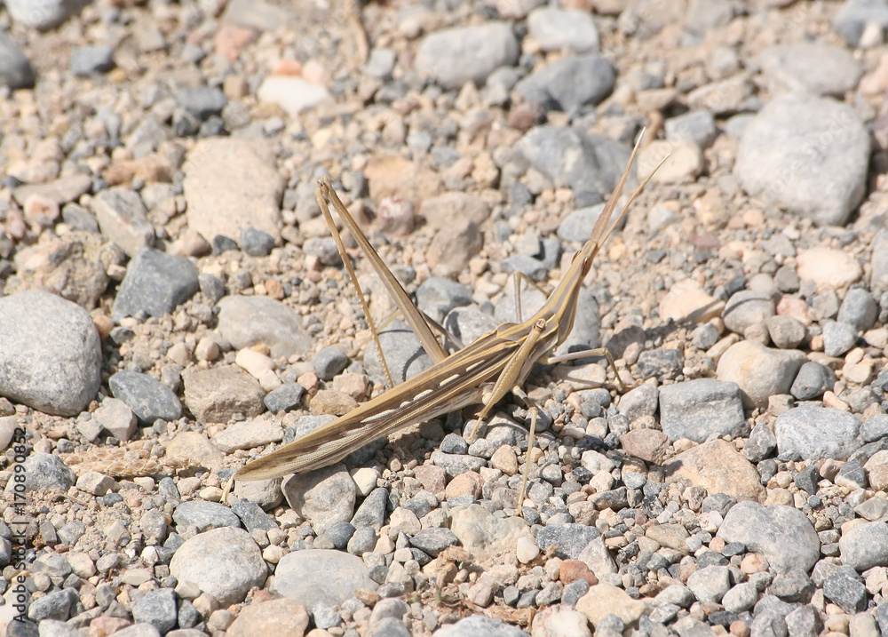 Grasshopper of Grasshopper of