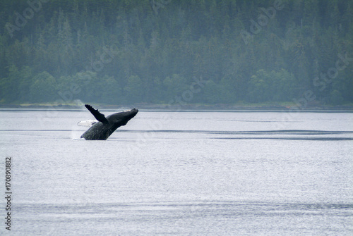 Humpback Whale Breaching in Alaska. A humpback whale leaps out of the water in a small channel just offshore in southeast Alaska near Sitka.