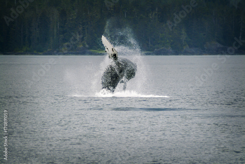 Humpback Whale Breaching in Alaska. A humpback whale leaps out of the water in a small channel just offshore in southeast Alaska near Sitka. photo