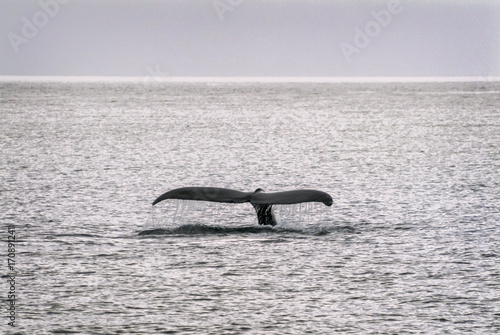 Humpback Whale Tail in Alaska. A humpback whale begins a long dive underwater and flashes a huge tail as a sendoff.