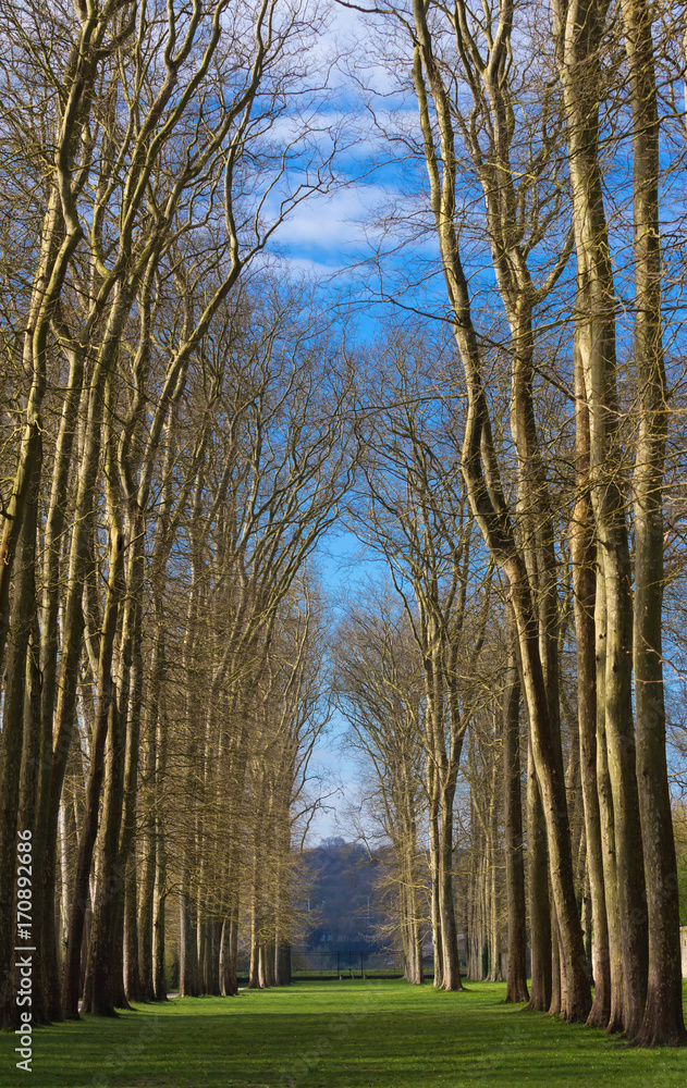 Beautiful scenic view of the Versailles forest , Paris, France Beautiful scenic view of the Versailles forest , Paris, France