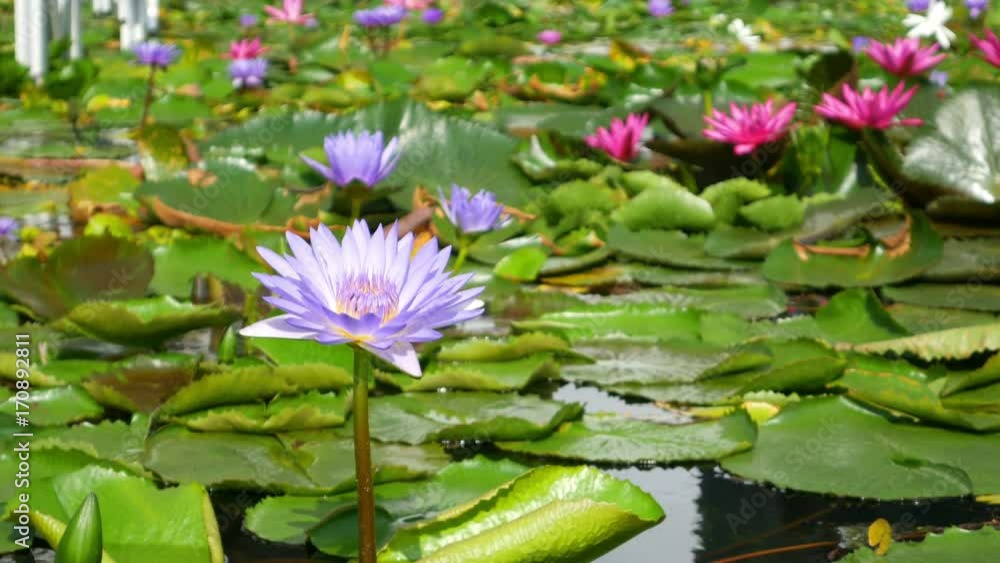 4k video of bee in colorful beautiful lotus at day time 4k video of bee in colorful beautiful lotus at day time