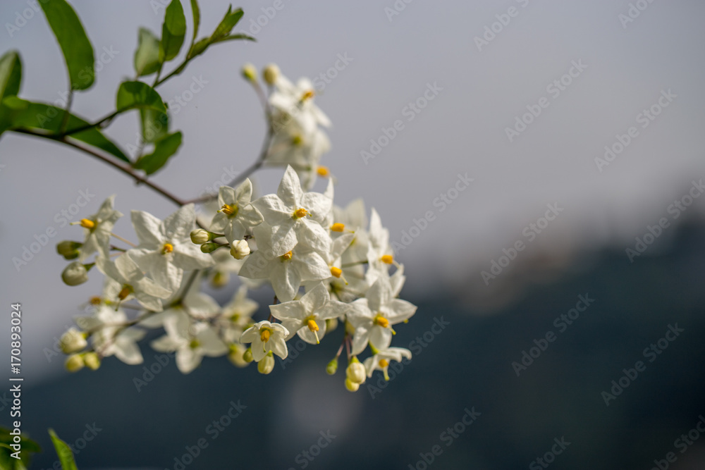 Kleine weiße Blüten im Sonnenschein