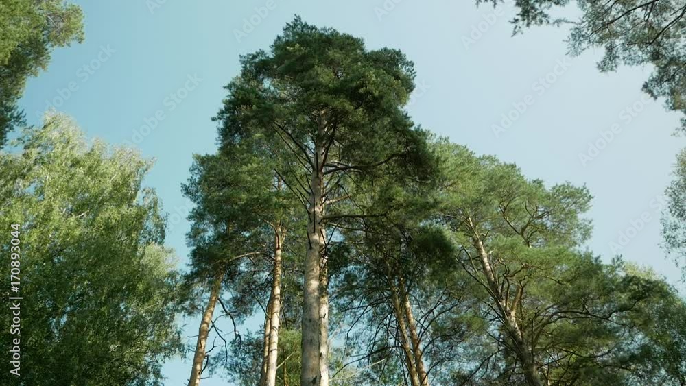 Trees in the forest on a summer day Trees in the forest on a summer day