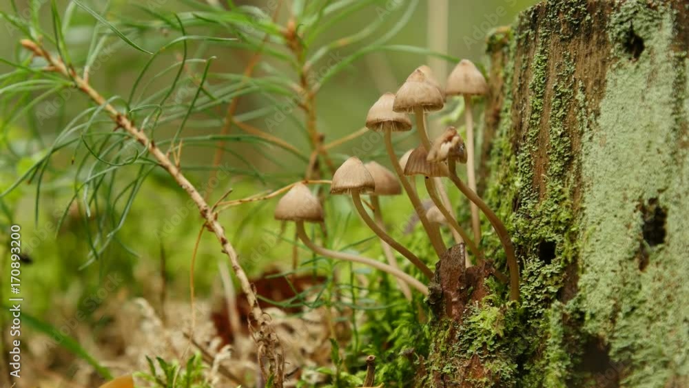 A large family of small mushrooms on rotten wood, close up. A large family of small mushrooms on rotten wood, close up.