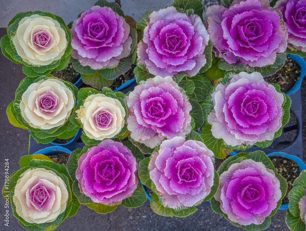 Close up of a beautiful spring flowers in Japan, top view Close up of a beautiful spring flowers in Japan, top view