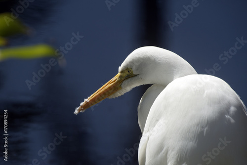 Great egret on the lake shore
