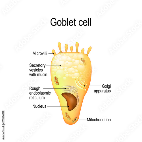 Goblet cell. Structure cell (nucleus and other organelles).