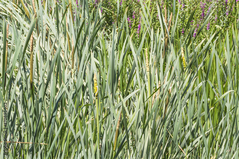 Obraz premium Bulrush, cattail or great reedmace
