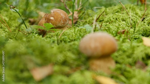 Two young mushrooms growth in the forest. Boletus edulis. Selectable focus. photo