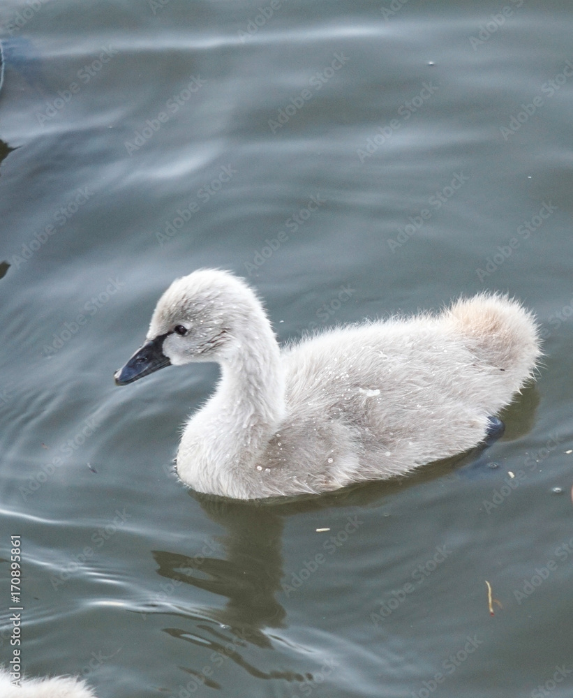 Baby swan Cygnet swims alone on pond