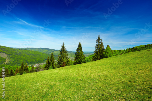 forest with green meadow in the mountains