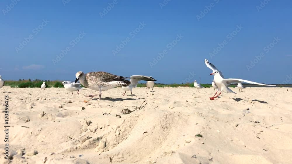 a flock of seagulls on the shore of a summer day a flock of seagulls on the shore of a summer day
