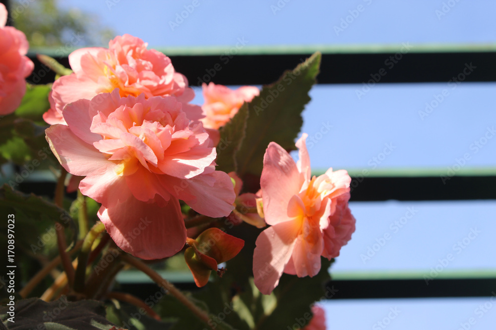 Obraz premium Camellia - Peachy Flowers wooden trellis overhead
