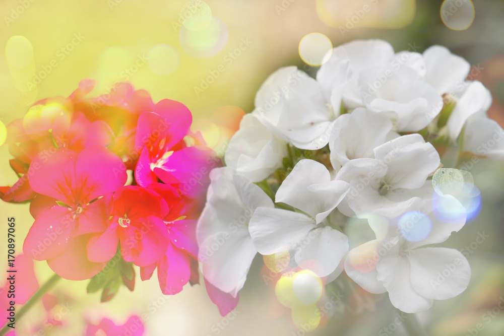 colorful of geranium and green leaf with sun light, colorful of geranium and green leaf with sun light,