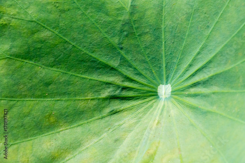 green leaf of lotus