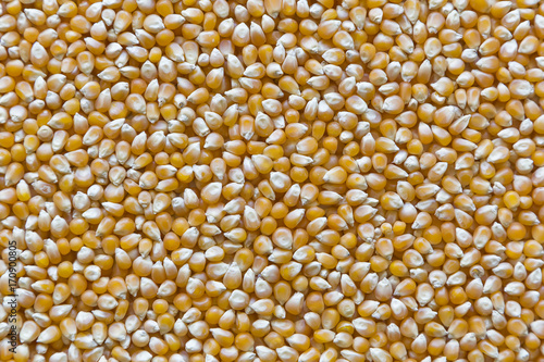 Close-up dried corn kernels legumes background