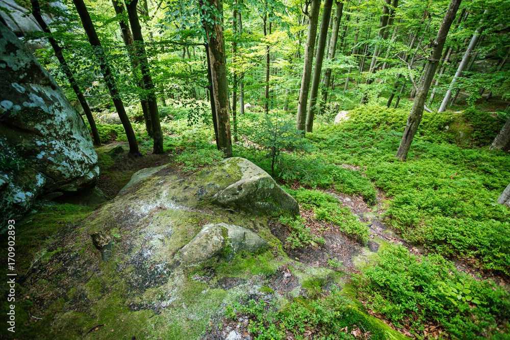 Fototapeta premium Beautiful green forest