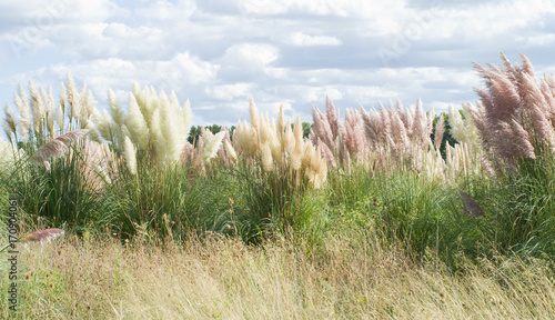 Herbe de la pampa rose et blanche