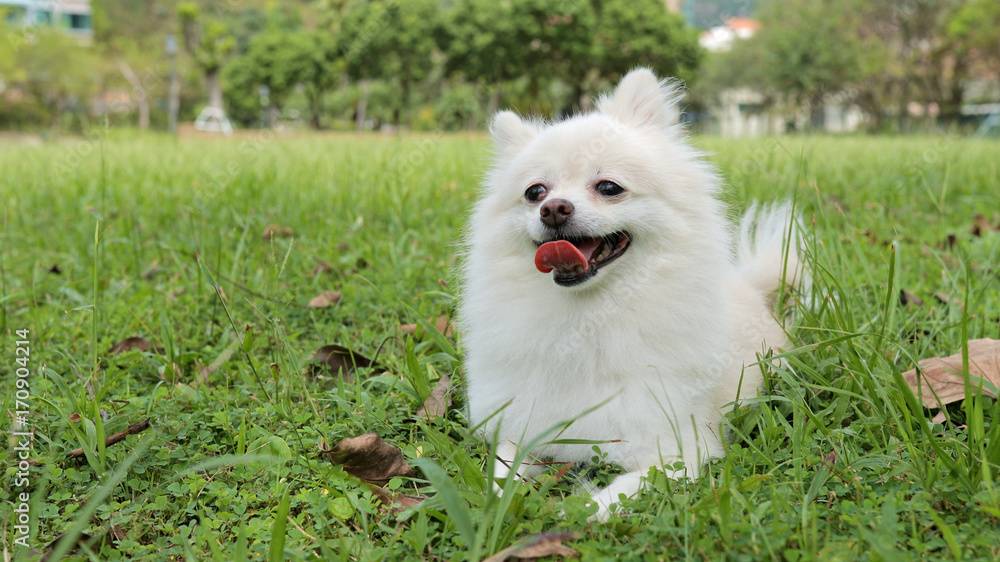 White pomeranian go park and feeling happy