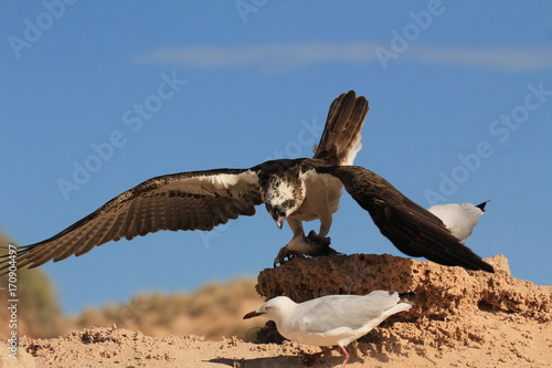 Osprey eats fish while seagulls try to steal scraps