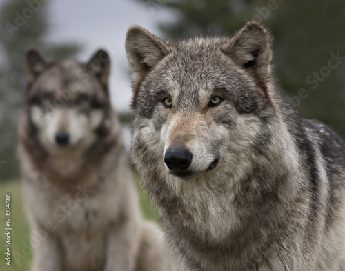 Two Wolves with one in the foreground and one in the background