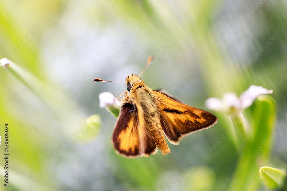 Fototapeta premium Fiery Skipper (Hylephila phyleus) male on Lavender. San Mateo County, California, USA.