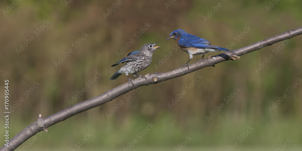 Obraz premium Hungry Bluebird Pisklę