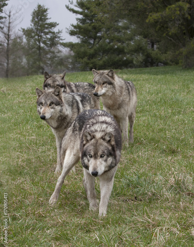 Wolf Pack © dssimages