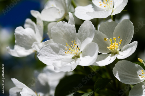 White flowers of apple, close-up