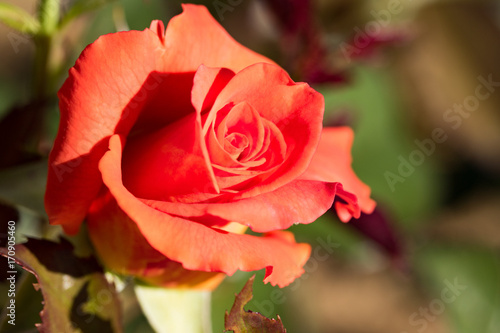 Orange flowers roses in the nature