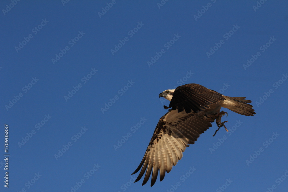 Obraz premium Osprey flying carrying fish