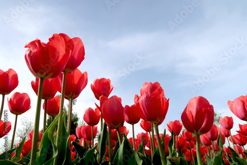 Flowers tulips against the sky, view from below © Prikhodko