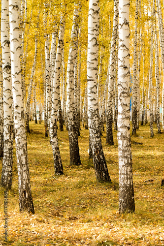 autumn  birch forest background