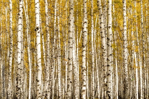 autumn  birch forest background