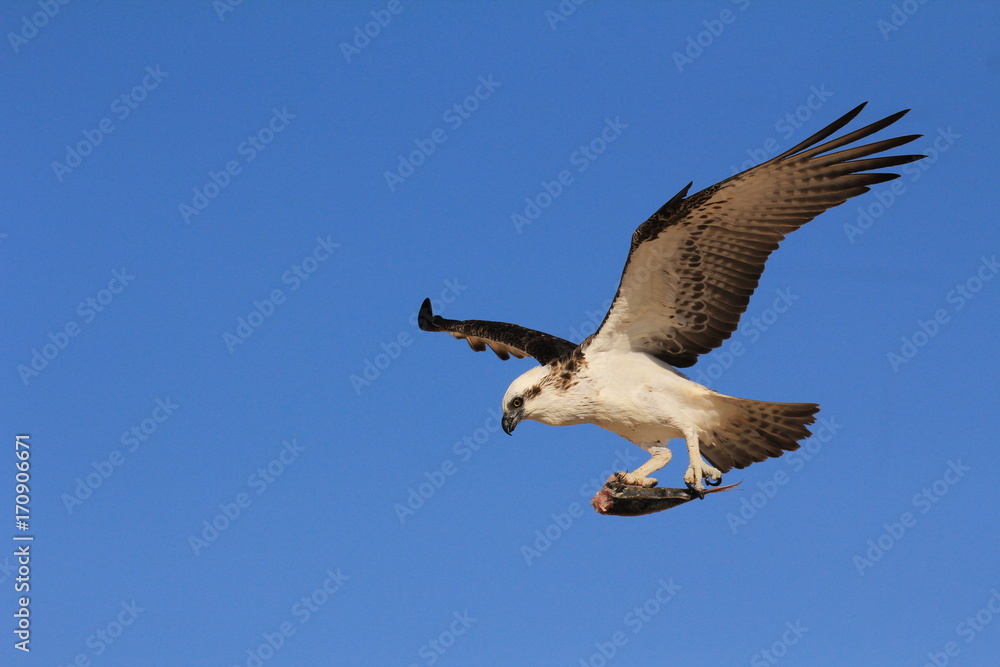 Obraz premium Osprey flying carrying fish