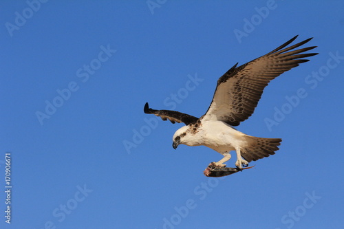 Osprey flying carrying fish