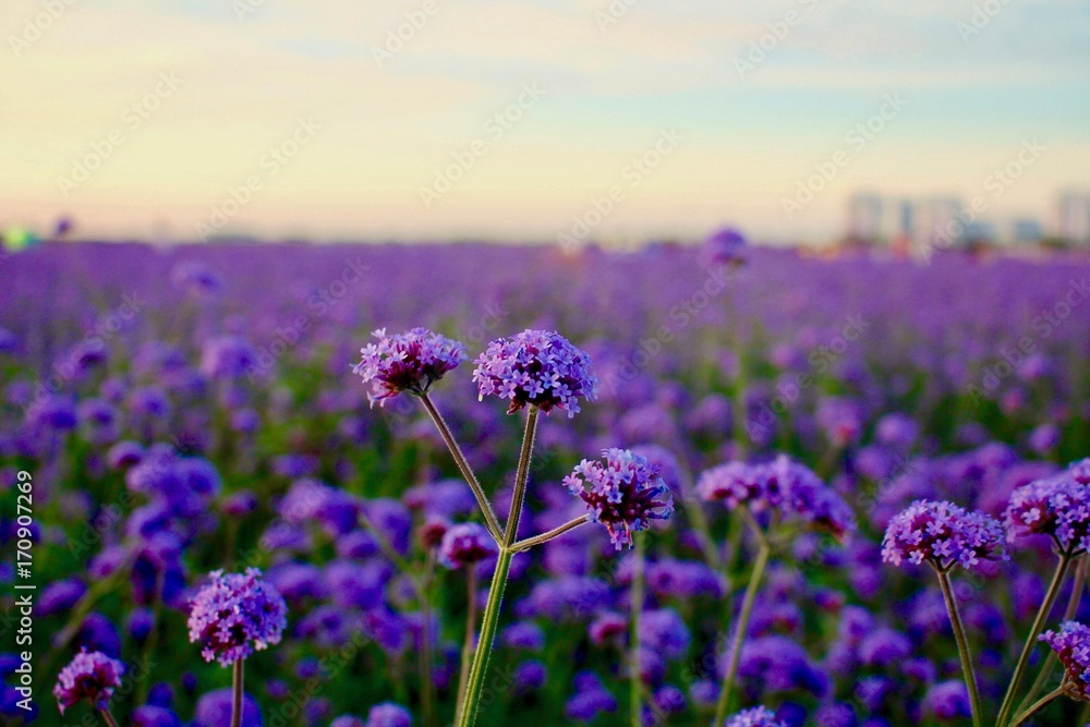 Obraz premium Field of daisies, blue sky.