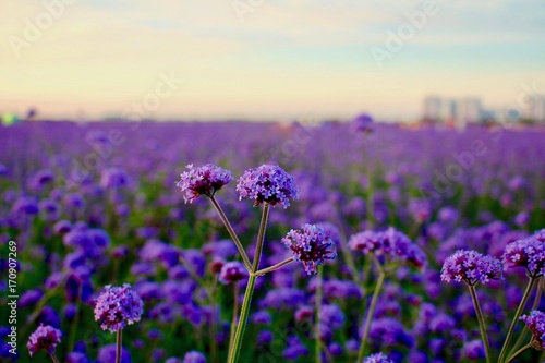 Field of daisies  blue sky.