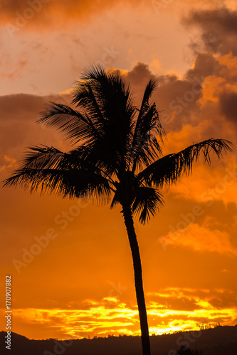 Orange Sunset with Palm Tree
