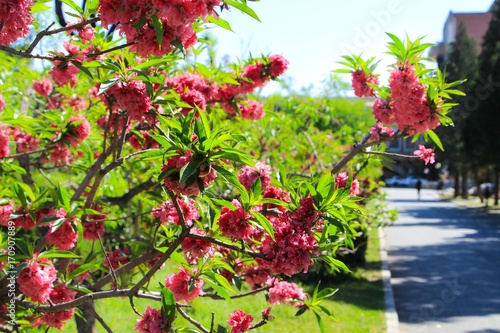 Fototapeta Naklejka Na Ścianę i Meble -  Forest on a bush. Garden.