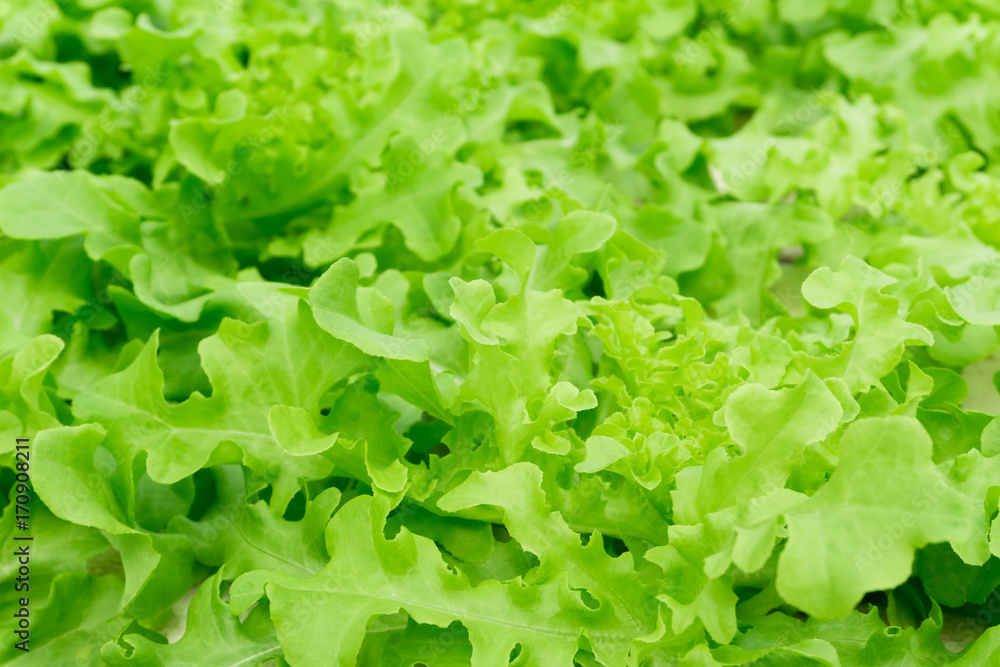 Closeup fresh green lettuce or salad vegetable in field, selective focus Closeup fresh green lettuce or salad vegetable in field, selective focus