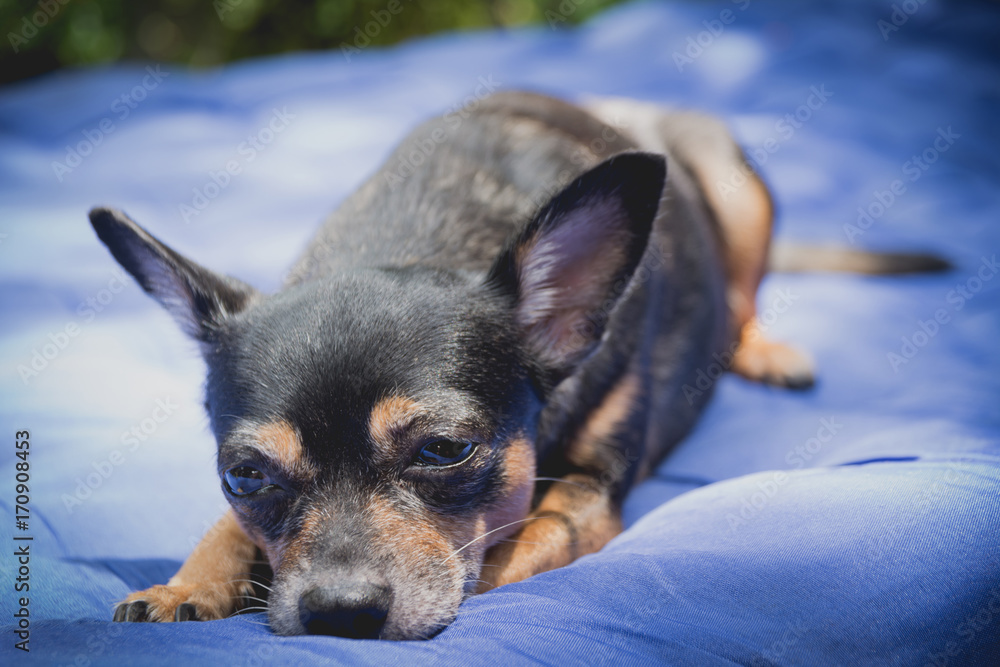 Little chihuahua dog sleeping and take some rest, dog sleeping and dreaming. Little chihuahua dog sleeping and take some rest, dog sleeping and dreaming.