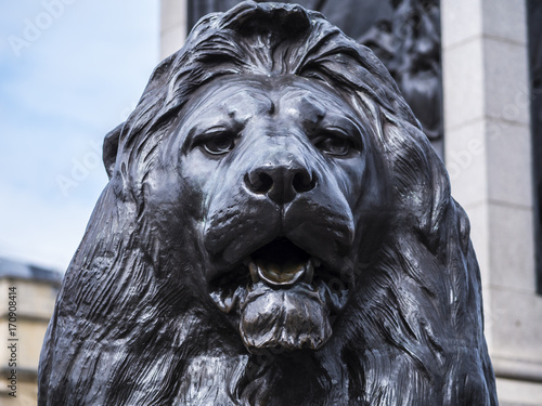 Close up shot of the Trafalgar Square lions in London