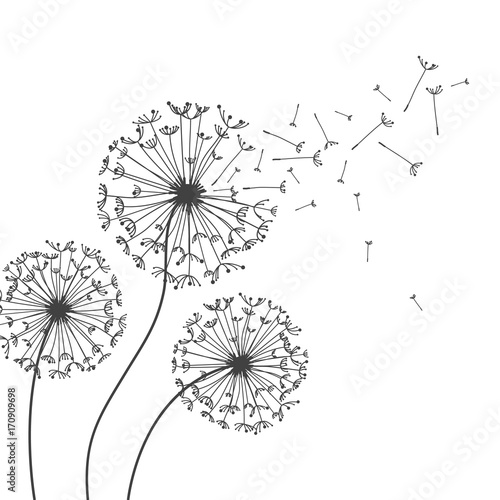Dandelions flower. Vector abstract dandelions for background design. Vector Illustration of Dandelion fof greeting card. Flying Dandelion black. Abstract dandelion background