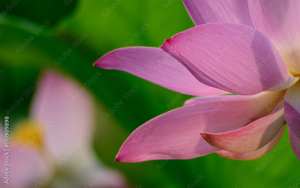 Lotus flower. Blossom bloom and pink.