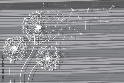 Fototapeta Naklejka Na Ścianę i Meble -  Dandelions flower. Vector abstract dandelions for background design. Vector Illustration of Dandelion fof greeting card. Flying Dandelion black. Abstract dandelion background