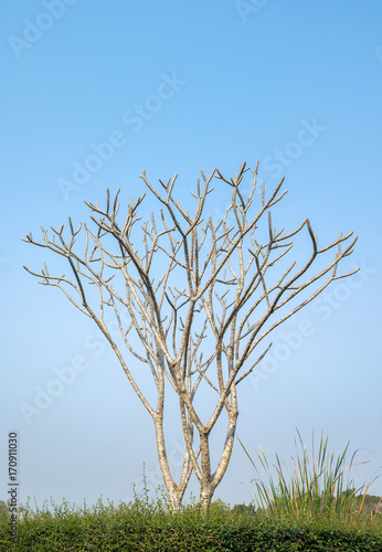 plumeria tree on blue sky photo